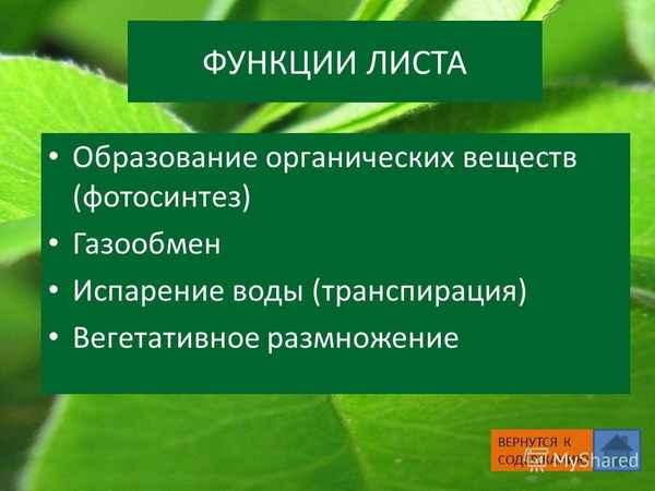 
    Урок-исследование на тему "Основная функция листа"

      