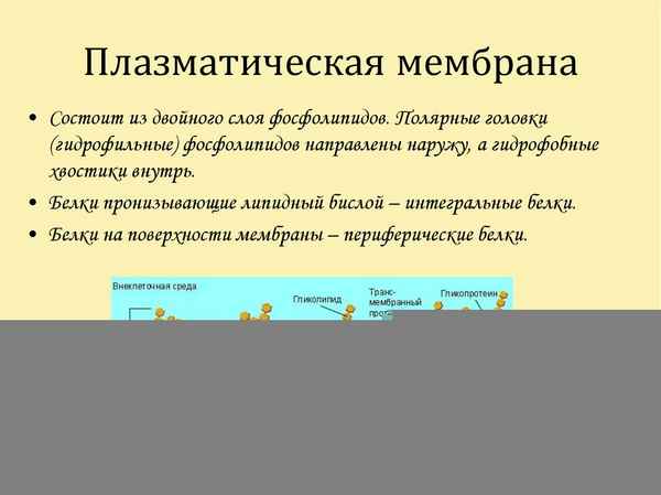 
    Урок по теме "Функции плазматической мембраны"

      