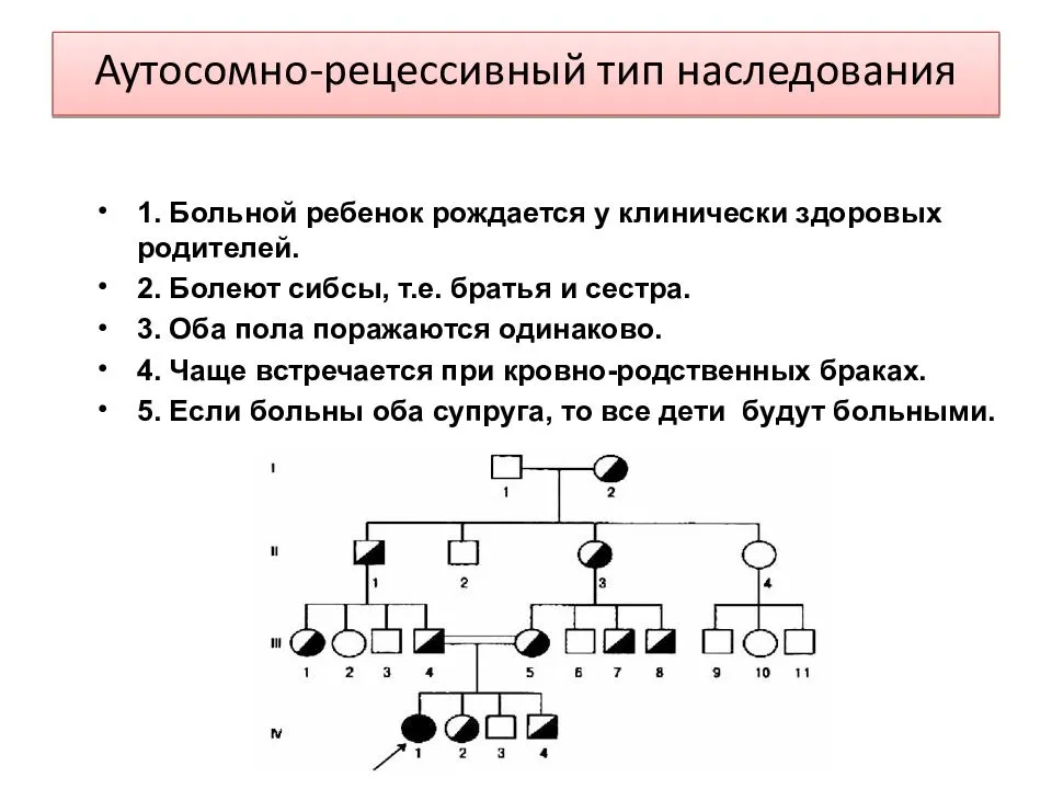 
    Урок-пpaктикум "Решение задач на аутосомно-доминантное и утосомно-рецесивное наследование признаков заболеваний человека". 10-й класс

      