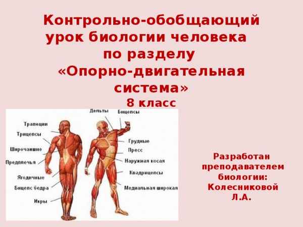 
    Контрольно-обобщающий урок по биологии

      