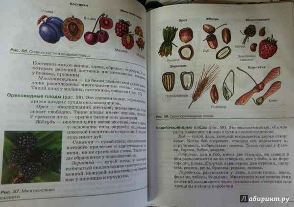 
    "Плоды". Урок. 6-й класс, по учебнику Пасечник В.В.

      