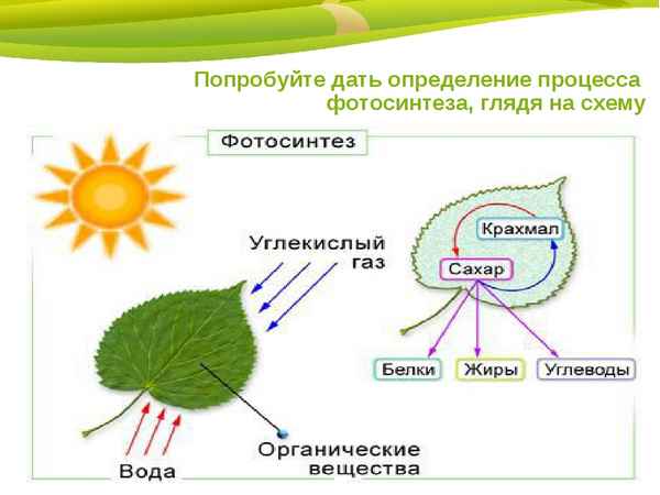 
    Конспект урока биологии. Раздел: "Общая биология", Тема:"Космический процесс - фотосинтез"

      