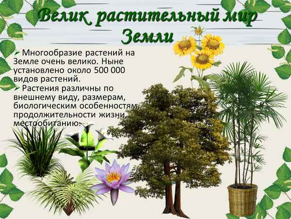 
    Урок биологии в 7-м классе специальной (коррекционной) школе VIII вида по теме "Многообразие растительного мира"

      