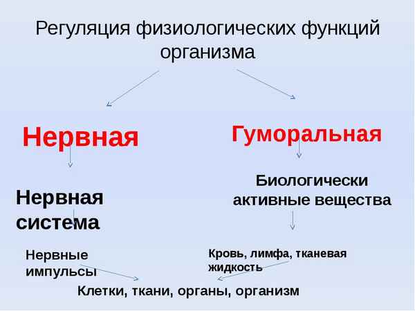 
    Конспект урока по биологии "Гумopaльная регуляция функций организма"

      