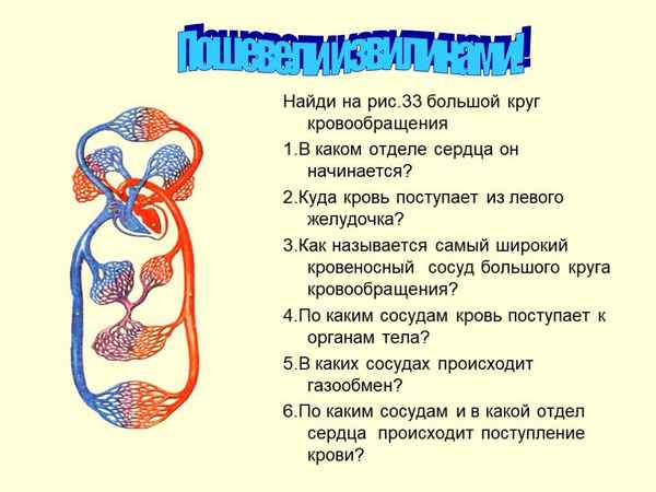 
    Кровообращение (9-й класс)

      