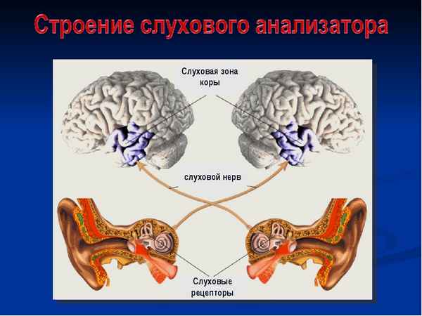 
    Урок по биологии по теме "Слуховой анализатор"

      