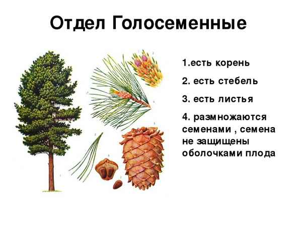 
    Урок биологии по теме "Голосеменные"

      