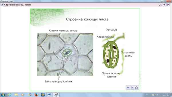 
    Разработка урока по биологии в 6-м классе "Клеточное строение листа" на основе технологии развития критического мышления

      