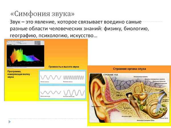 
    Открытый урок по биологии "Симфония звуков"

      