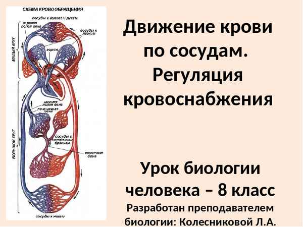
    Движение крови по сосудам. Регуляция кровоснабжения

      