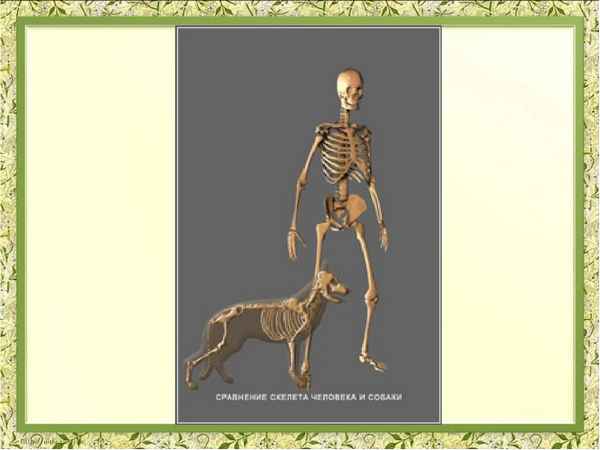 
    Разработка урока-игры по теме "Скелет" (8-й класс)

      