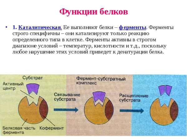 
    Функция белков в клетке. Ферменты (10-й класс)

      