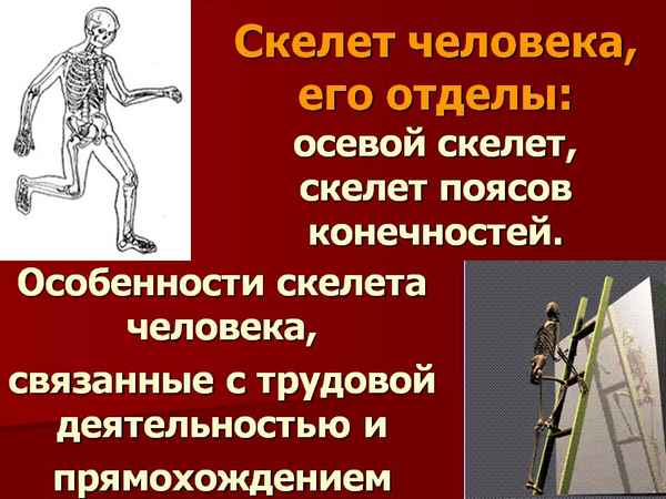 
    Урок по теме "Скелет человека, его отделы: осевой скелет, скелет поясов конечностей. Особенности скелета человека, связанные с трудовой деятельностью и прямохождением"

      