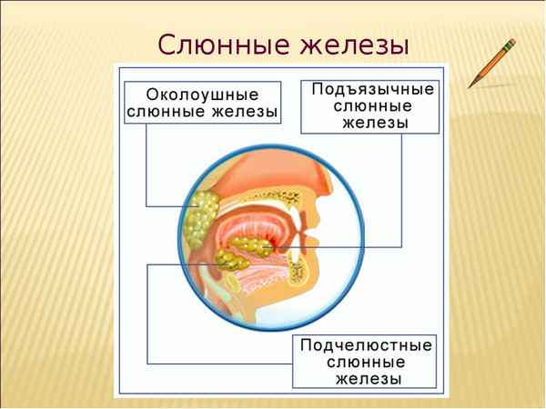 
    Урок биологии в 9-м классе по теме "Пищеварение в ротовой полости и в желудке"

      