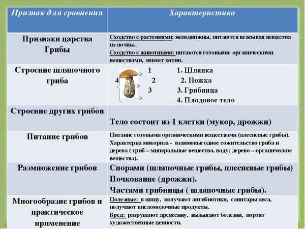 
    Методическая разработка урока по теме: "Царство Грибы — общая хаpaктеристика"

      
