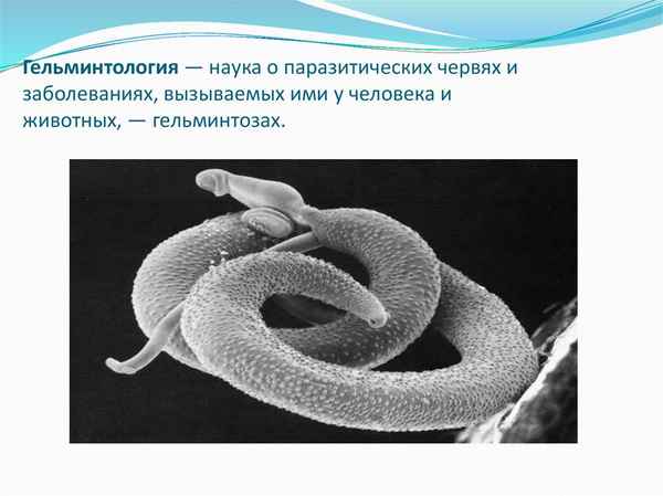 
    Урок по биологии. Тема: "Диагностический центр "Гельминтолог". 7-й класс

      