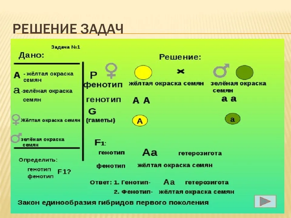 
    Урок по биологии в 10-м классе "Решение задач на законы Г.Менделя"

      