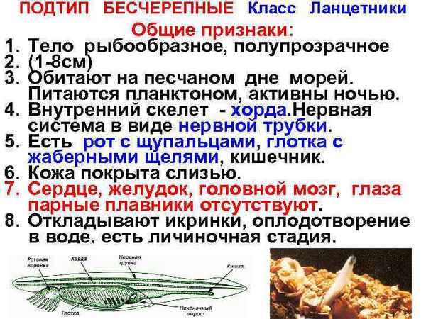 
    Общие признаки хордовых животных. Подтип Бесчерепные

      