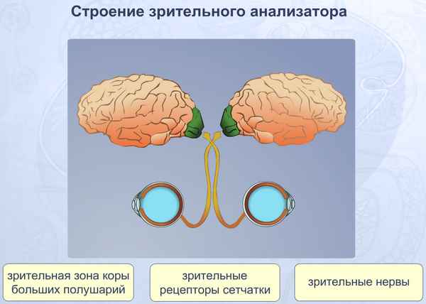 
    Урок-синтез мыслей по теме "Зрительный анализатор"

      