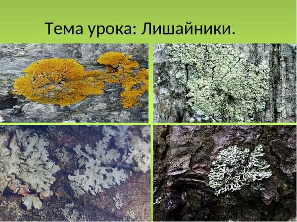 
    Урок по теме "Лишайники"

      