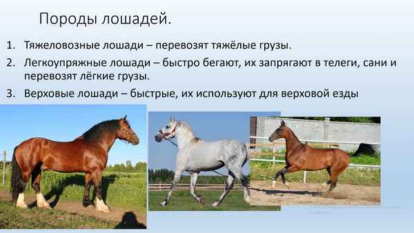 
    Урок "Домашние лошади"

      