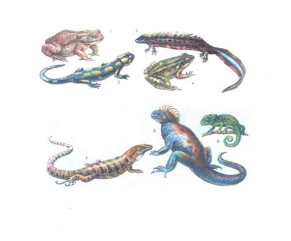 
    Биологическая игра "Удивительный мир Рептилий и Амфибий" Обобщающий урок по теме "Земноводные и Пресмыкающиеся животные"

      