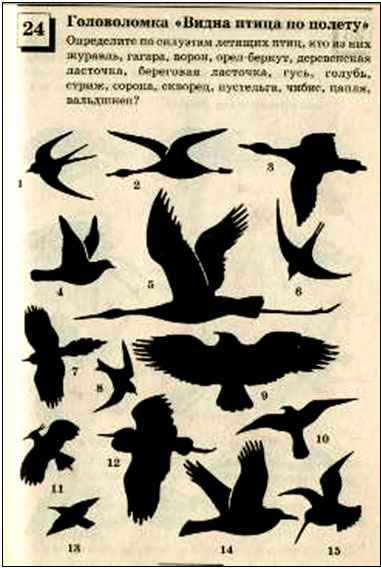 
    Обобщающий урок-игра по теме "Птицы"

      