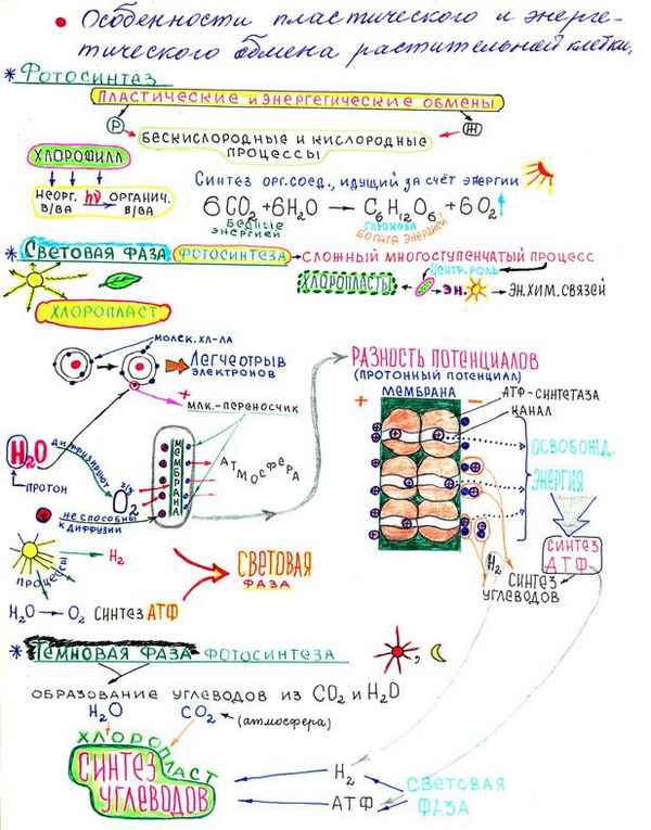 
    Опopные конспекты по биологии для работы с мотивированными детьми

      