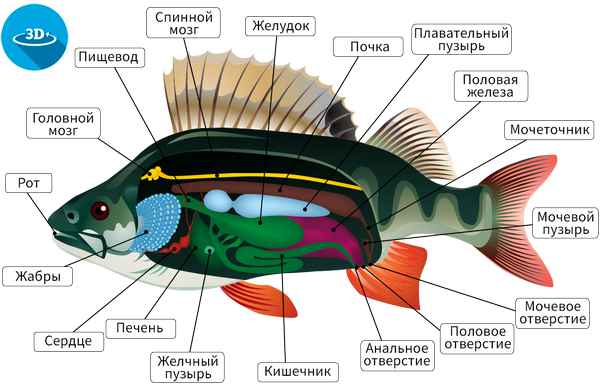 
    Урок по теме "Внешнее и внутреннее строение речного окуня"

      