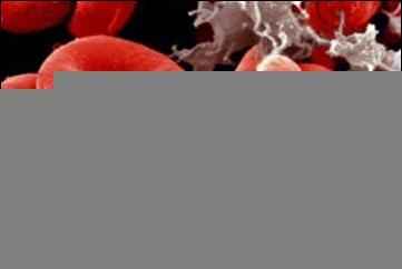 
    Урок по теме "Состав крови" в 8-м классе (интегрированный урок биологии и информатики по методике "Французские мастерские")

      