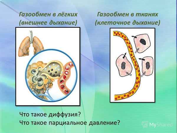 
    Интегрированный урок (биология+химия+физика) по теме "Газообмен в легких и тканях"

      