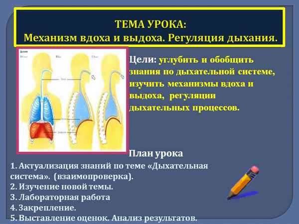 
    Тема: "Механизм вдоха и выдоха"

      