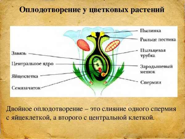 
    Модульный урок по биологии в 6-м классе "Размножение и оплодотворение у растений"

      