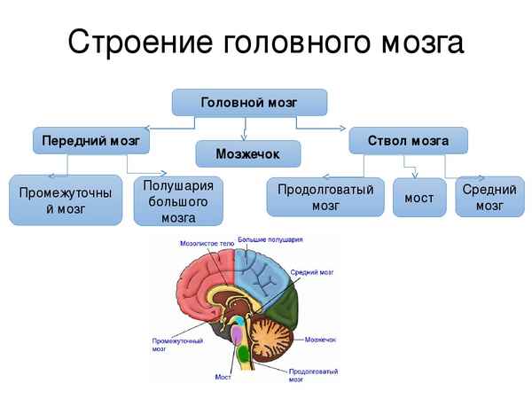 
    Комплексный урок: "Строение головного мозга"

      