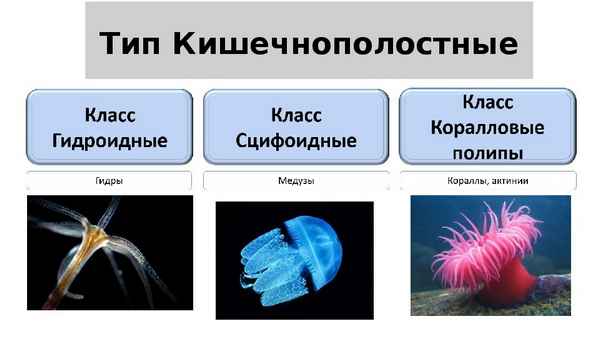 
    Обобщающий урок-путешествие по биологии в 7-м классе по теме "Кишечнополостные"

      