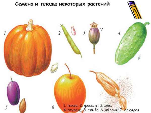 
    Занятие "Семена и зародыши"

      