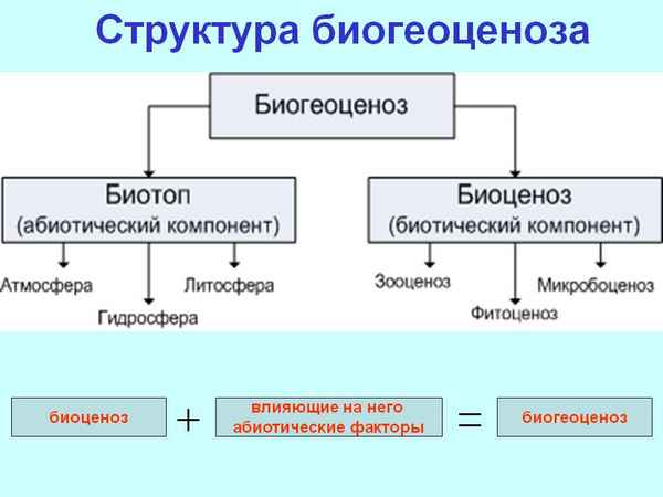 
    Разработка урока на тему: "Строение и свойства биогеоценозов"

      
