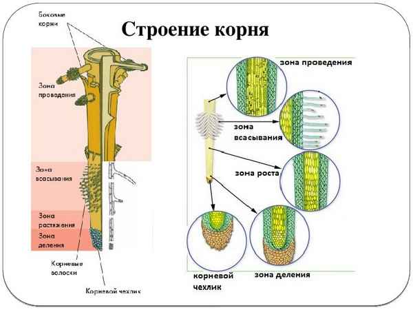 
    Урок биологии в 6-м классе по теме "Клеточное строение корня"

      