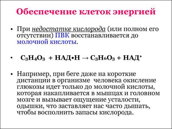 
    Энергетическое обеспечение клетки. Фотосинтез (10-й класс)

      