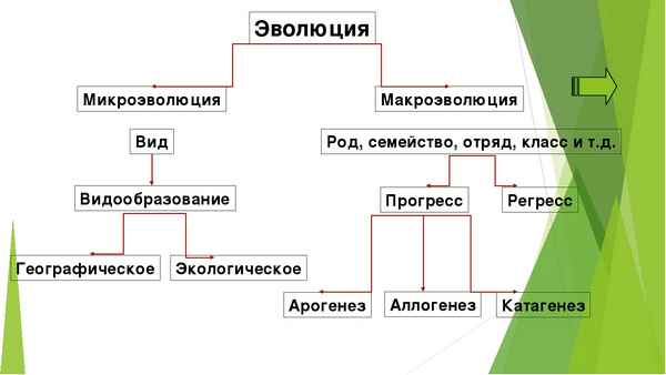 
    Урок биологии в 11-м классе по теме "Главные направления эволюционного процесса. Макроэволюция"

      