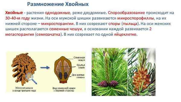
    Урок биологии в 7-м классе по УМК "Сферы":" Отдел Голосеменные"

      