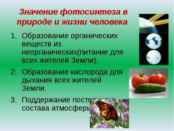 
    Разработка урока "Значение фотосинтеза в природе и жизни человека"

      