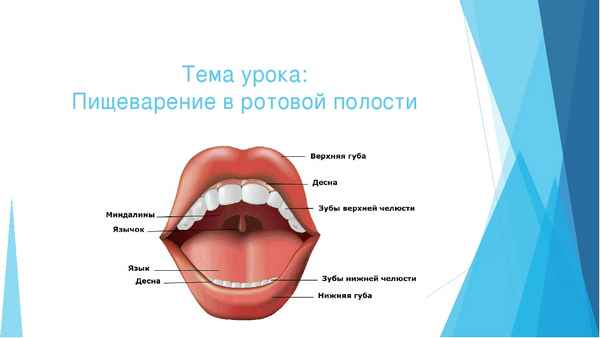 
    Урок: "Пищеварение в ротовой полости"

      