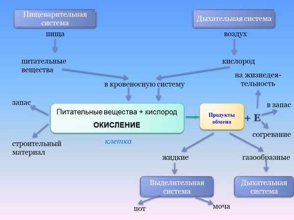 
    Урок-презентация: "Обмен веществ и энергии" (8-й класс)

      