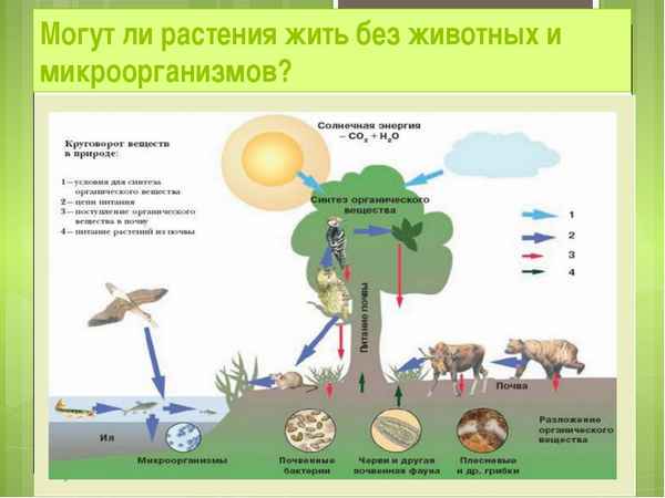 
    Урок биологии по теме "Биосфера. Среды жизни. Круговорот веществ в природе"

      