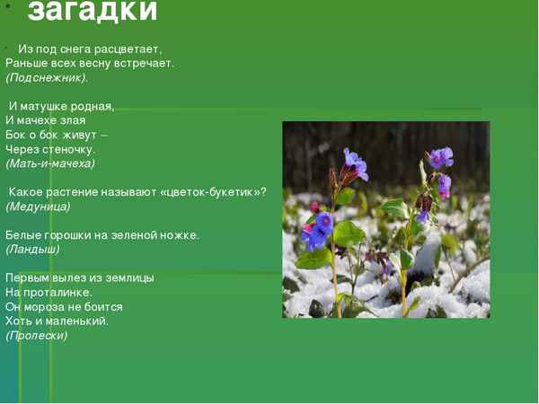 
    Викторина для 5–7-х классов "Первоцветы"

      