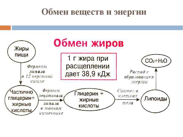 
    Урок по теме: "Обмен веществ и энергии" в 8-м классе

      