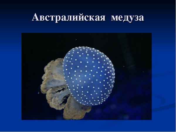 
    "Многообразие и значение кишечнополостных". Урок- игра с элементами интеpaктивного обучения. 7-й класс

      
