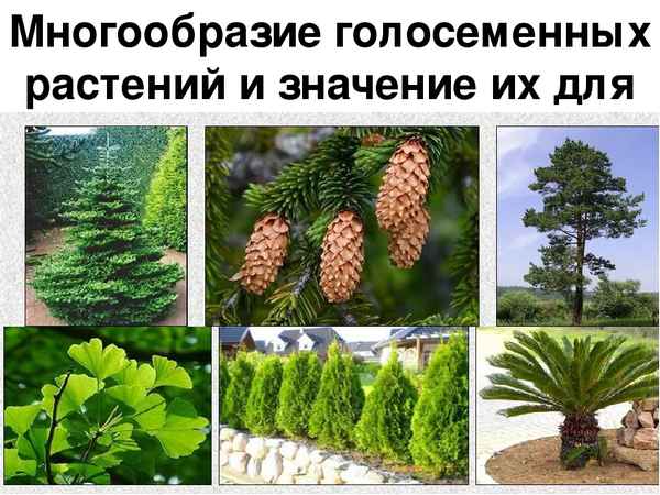 
    Разработка модульного урока по теме "Многообразие голосеменных"

      