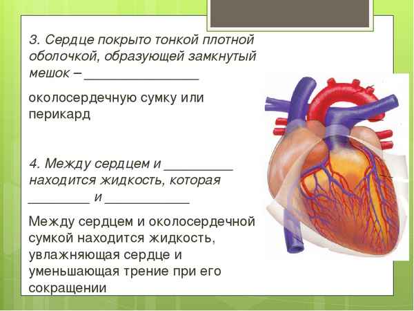
    Урок биологии в 8-м классе по теме "Строение и работа сердца. Круги кровообращения"

      